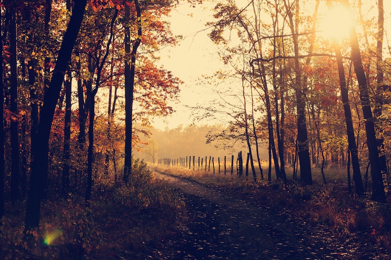EthicalAds Newsletter - November 2020