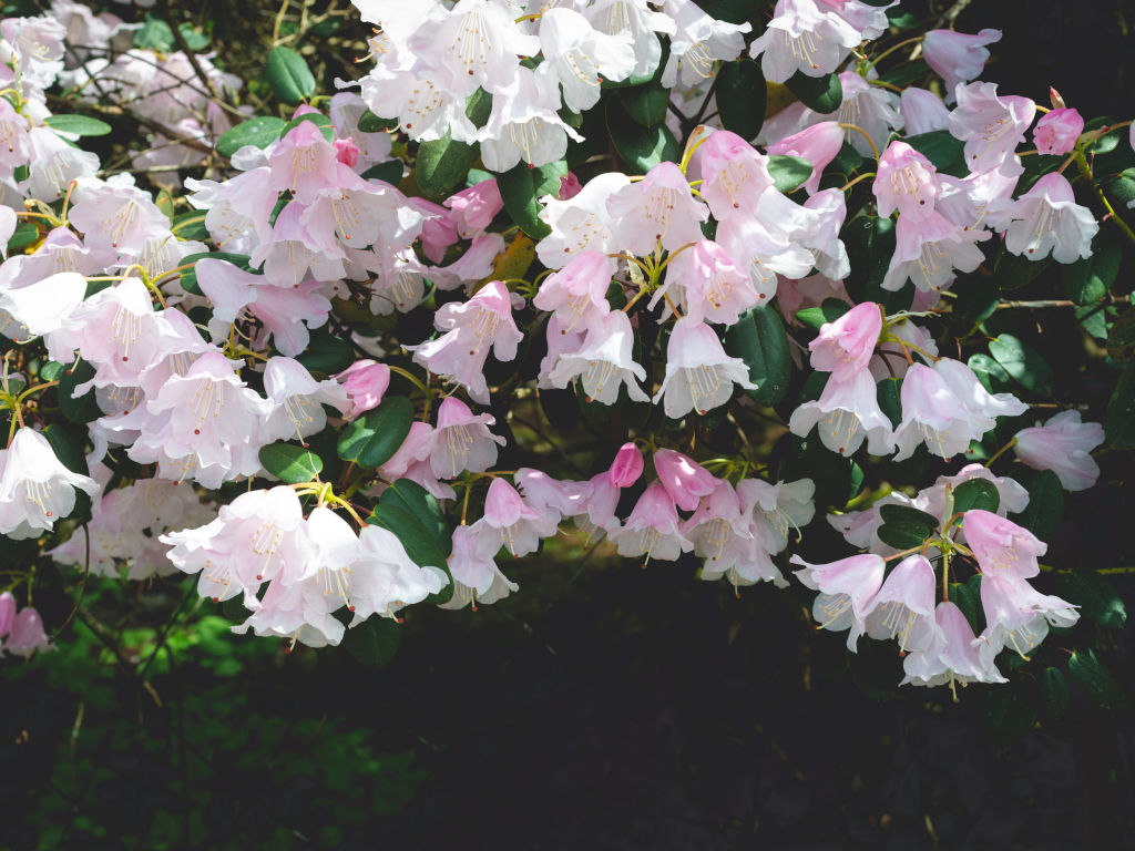 EthicalAds Newsletter - April 2021