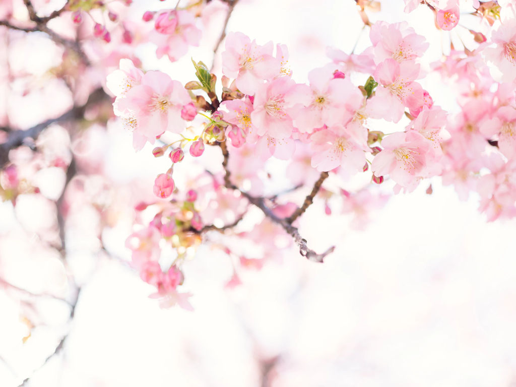 EthicalAds Newsletter - March 2021