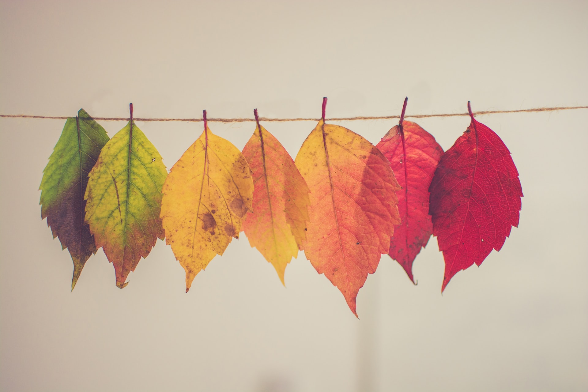 EthicalAds Newsletter - October 2021