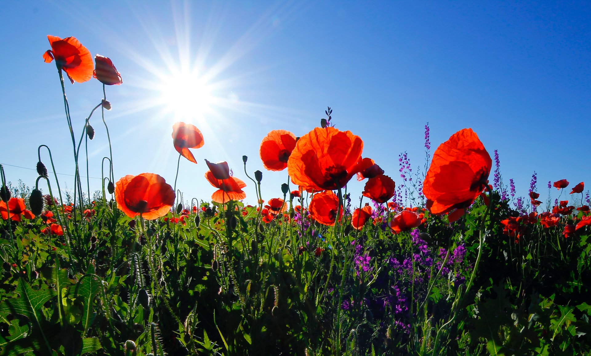EthicalAds Newsletter - April 2022