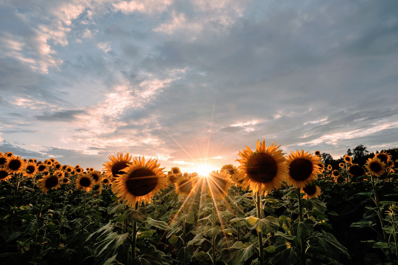 EthicalAds Newsletter - August 2022