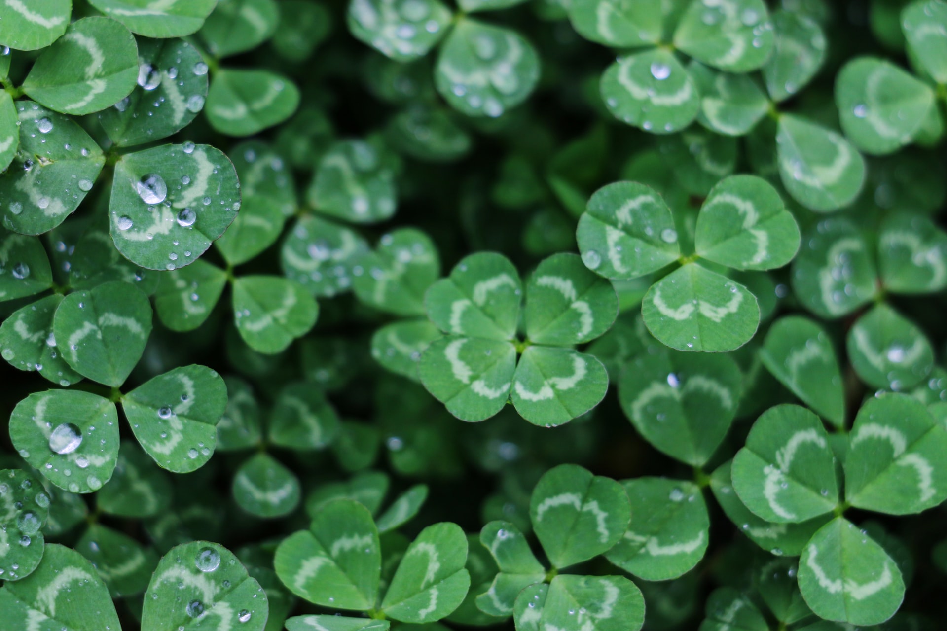 EthicalAds Newsletter - March 2022