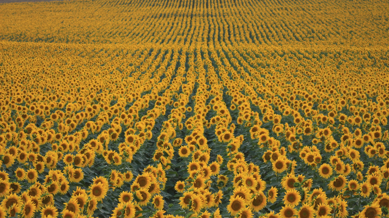 EthicalAds Newsletter - August 2023