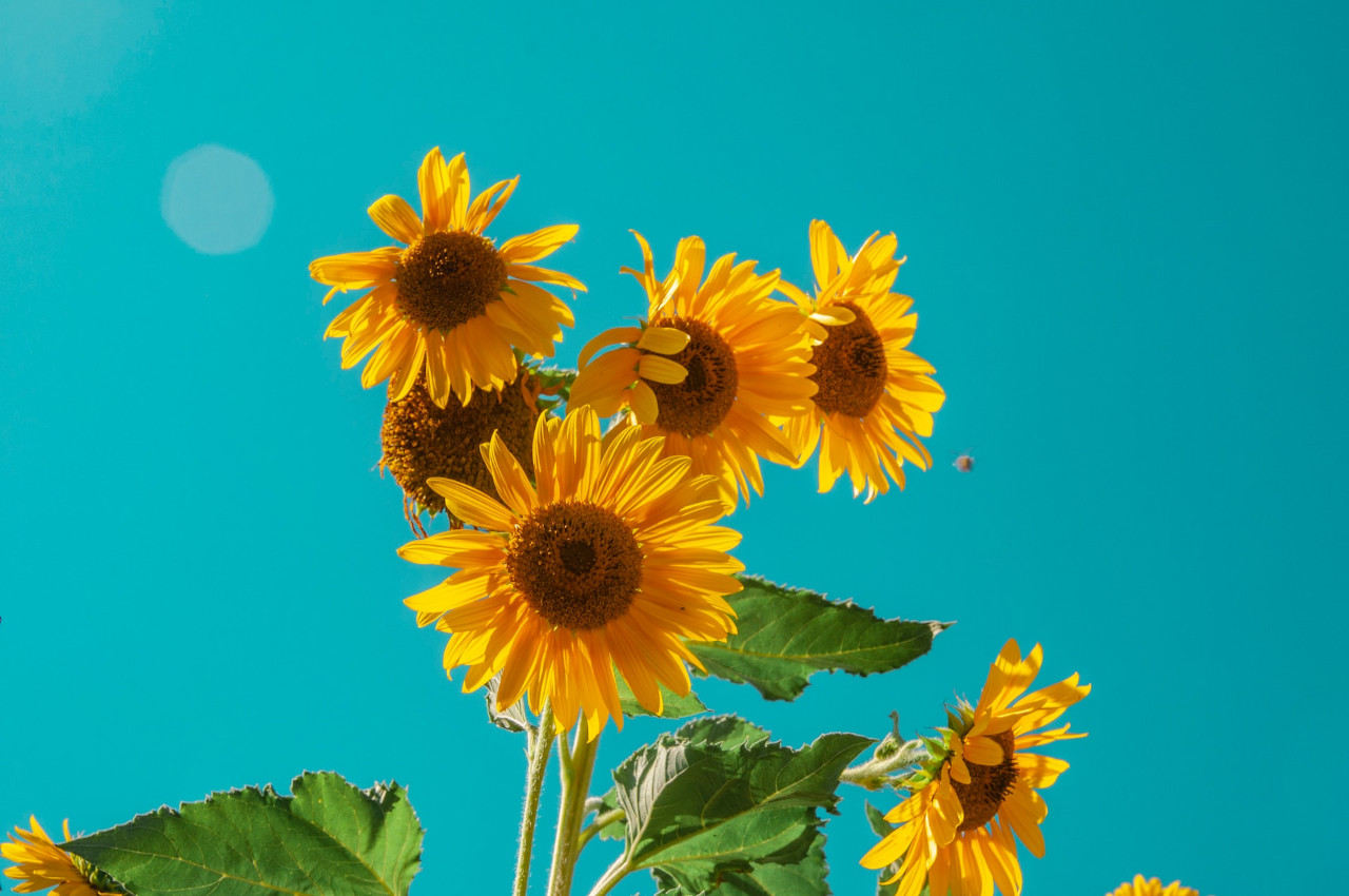 EthicalAds Newsletter - July 2023