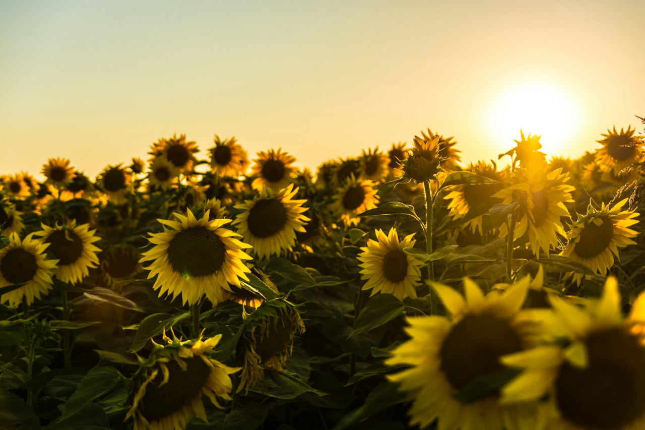 EthicalAds Newsletter - July 2024