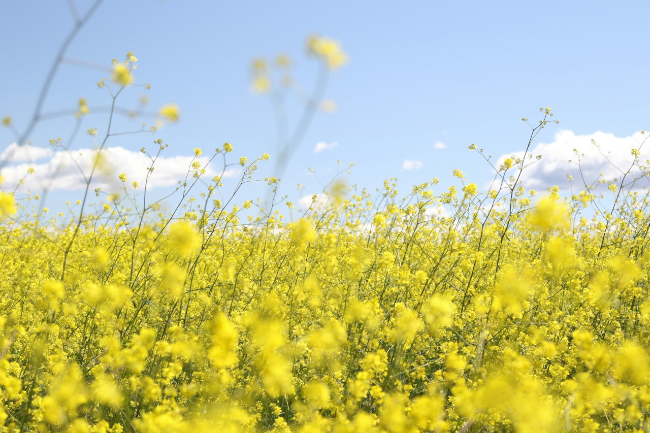 EthicalAds Newsletter - March 2024