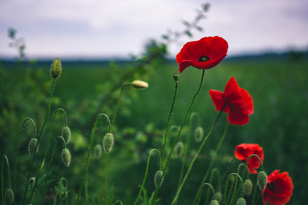 EthicalAds Newsletter - May 2024