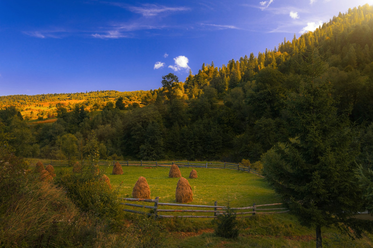 EthicalAds Newsletter - November 2024