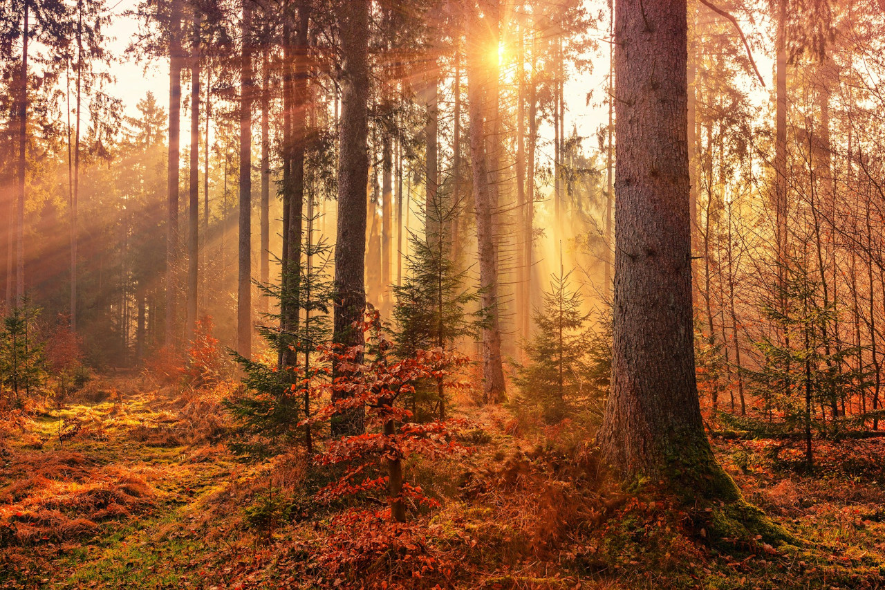 EthicalAds Newsletter - October 2024