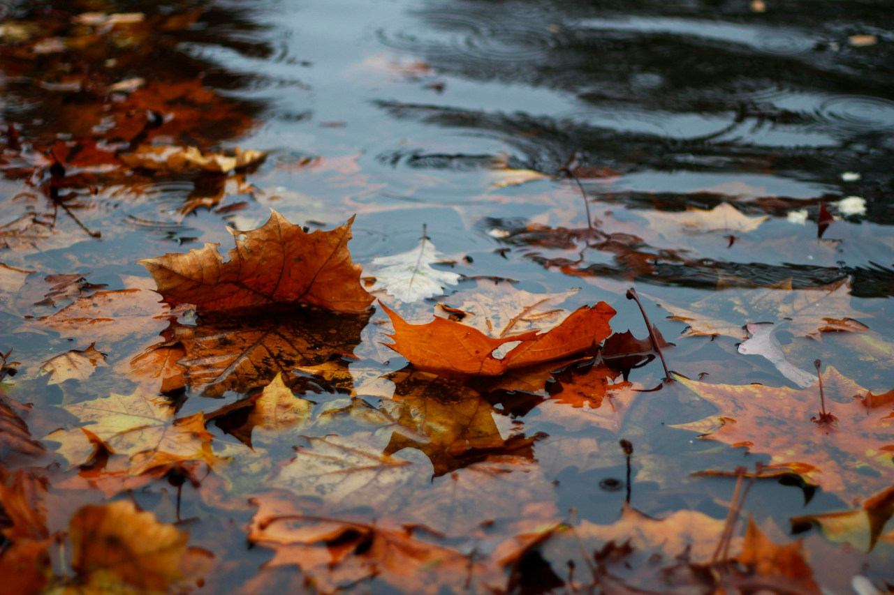 EthicalAds Newsletter - September 2024