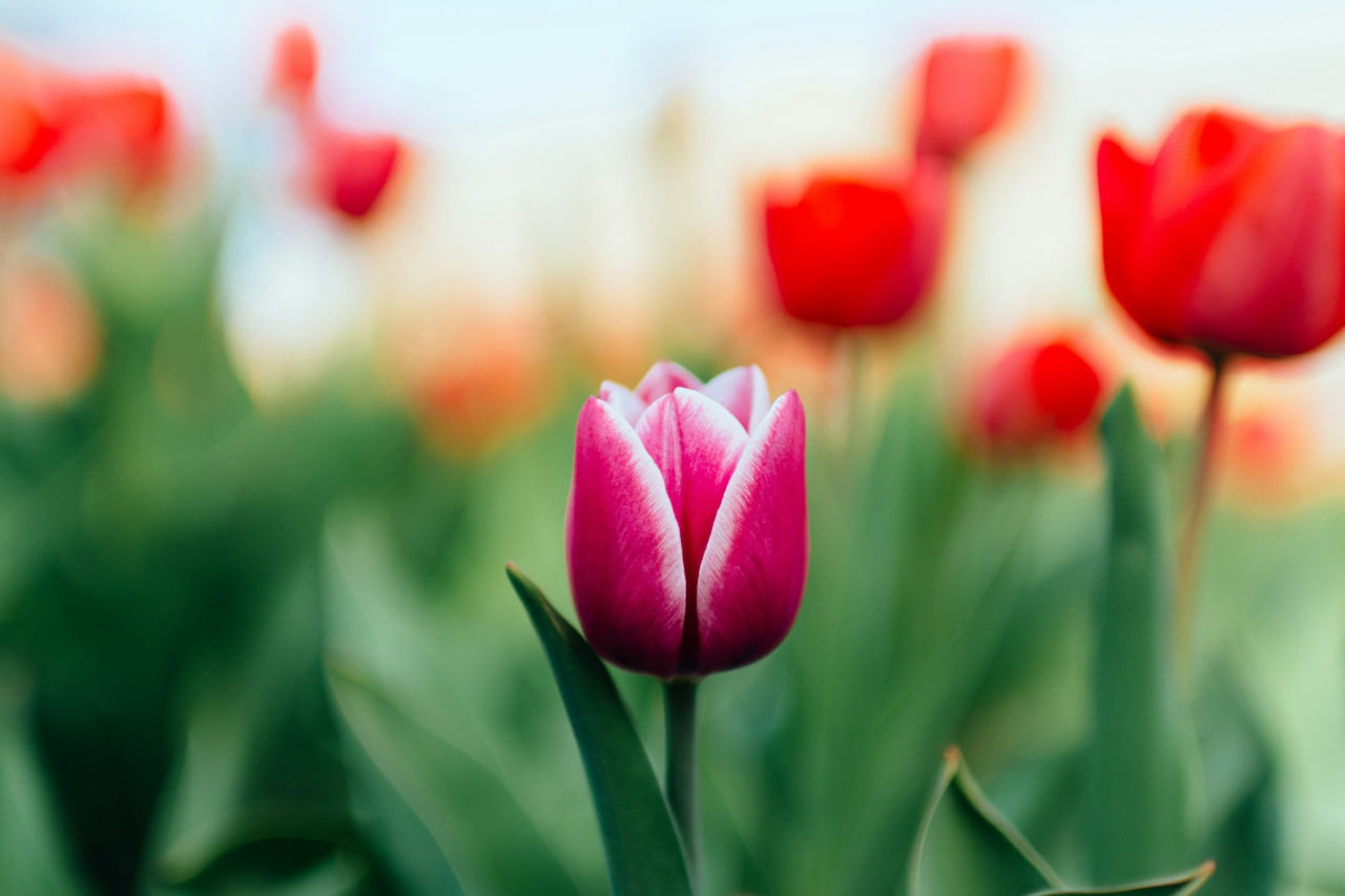 EthicalAds Newsletter - April 2025