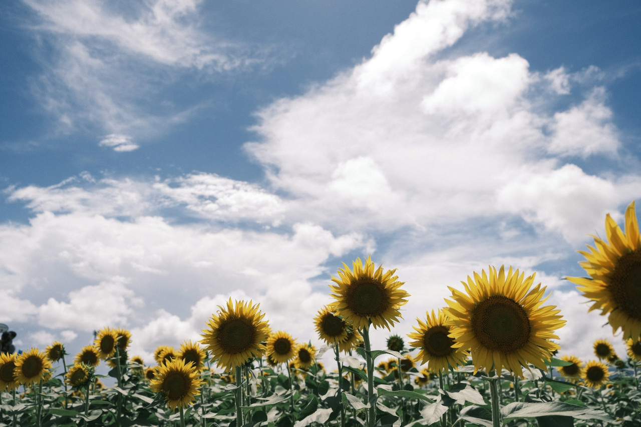 EthicalAds Newsletter - August 2025