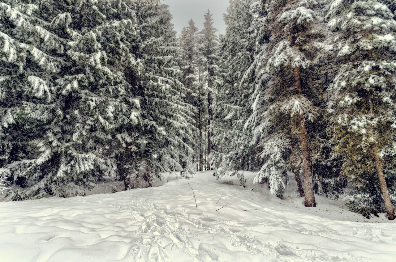 EthicalAds Newsletter - February 2025