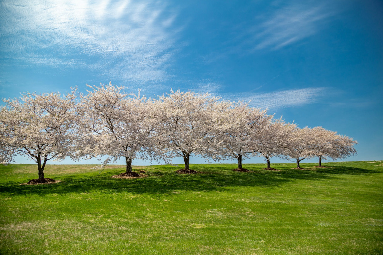 EthicalAds Newsletter - March 2025