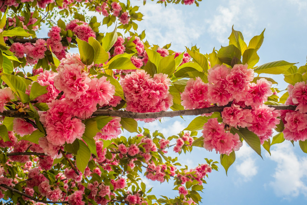 EthicalAds Newsletter - May 2025
