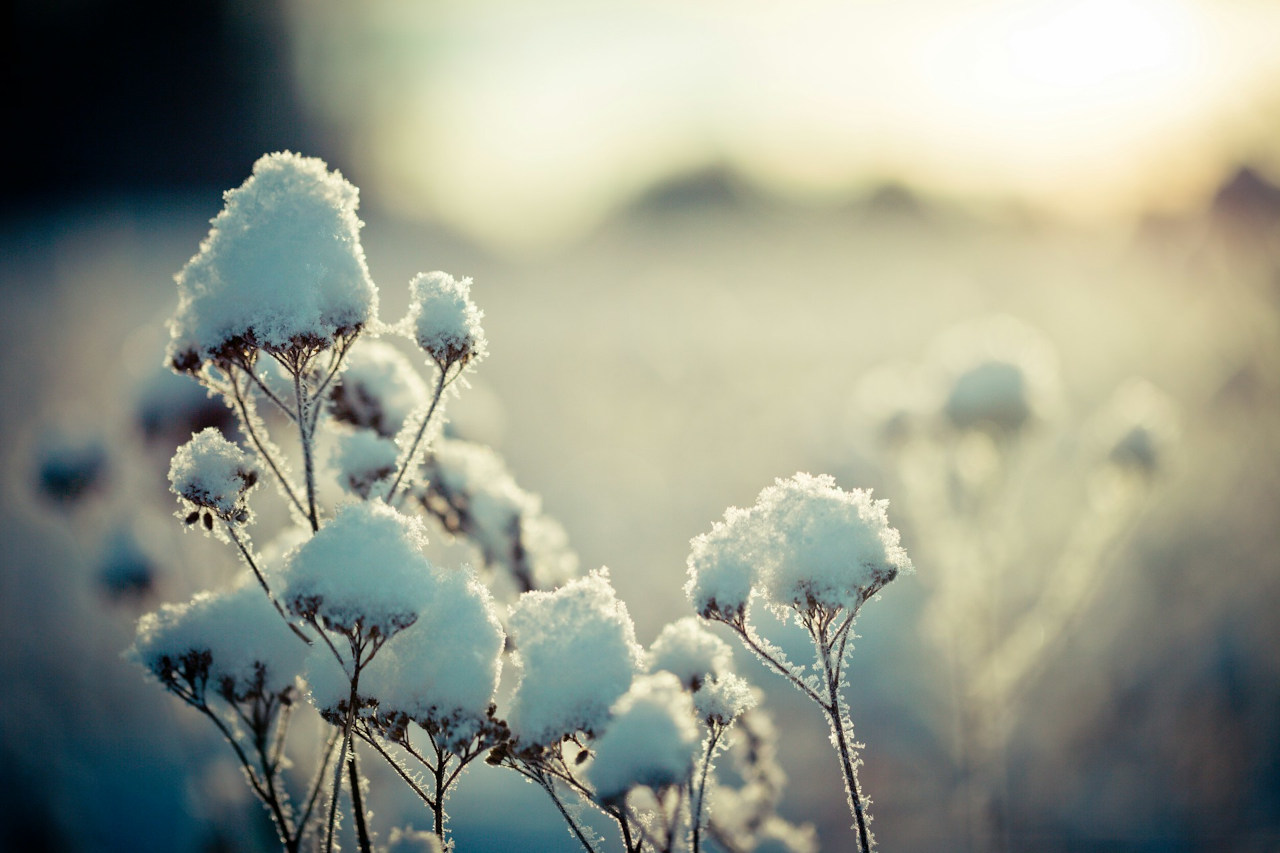 EthicalAds Newsletter - January 2026